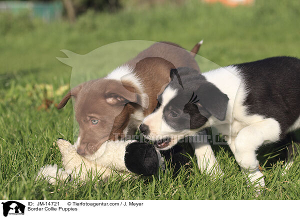 Border Collie Puppies / JM-14721