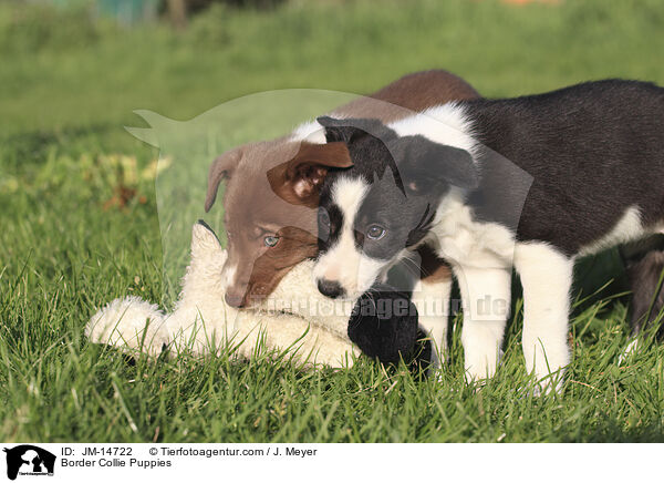 Border Collie Puppies / JM-14722