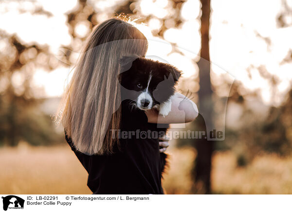 Border Collie Puppy / LB-02291