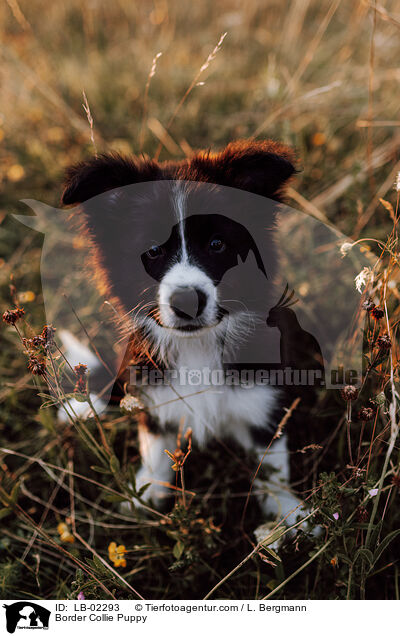 Border Collie Welpe / Border Collie Puppy / LB-02293