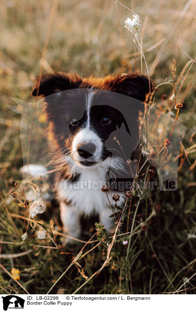Border Collie Welpe / Border Collie Puppy / LB-02296