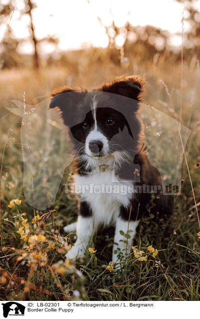 Border Collie Welpe / Border Collie Puppy / LB-02301