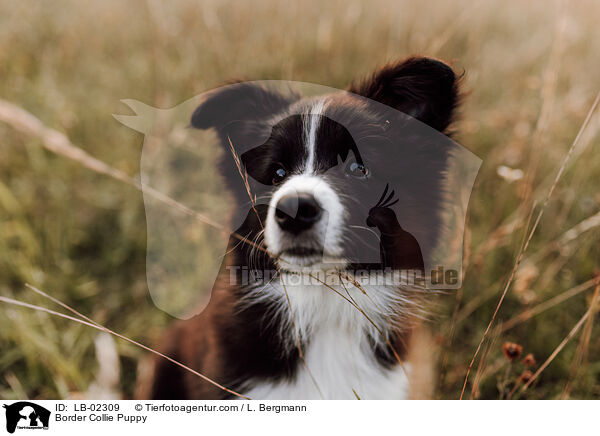Border Collie Welpe / Border Collie Puppy / LB-02309