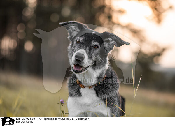 Border Collie / Border Collie / LB-02588