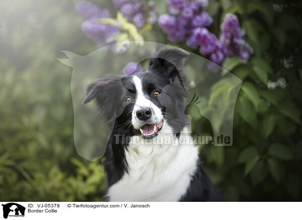 Border Collie / Border Collie / VJ-05378