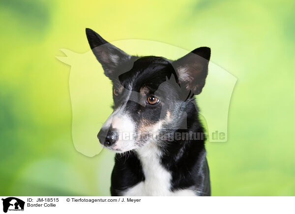 Border Collie / Border Collie / JM-18515