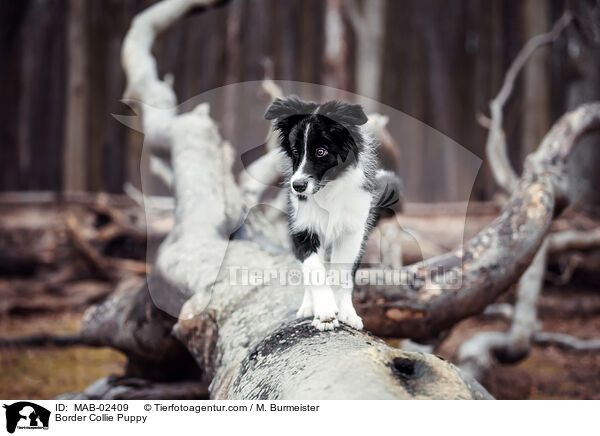 Border Collie Puppy / MAB-02409