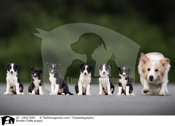 Border Collie puppy / LM-01560