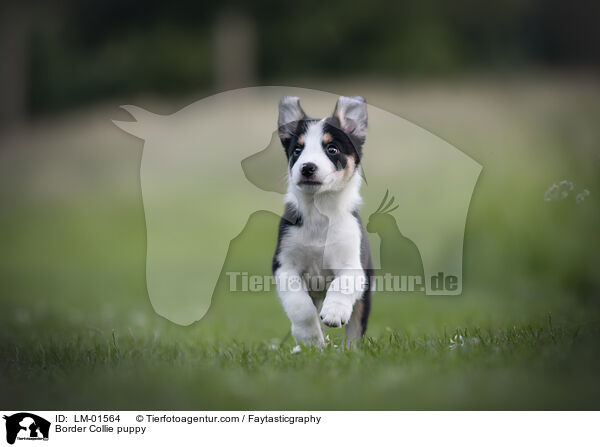 Border Collie puppy / LM-01564