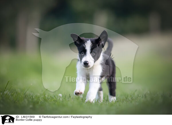 Border Collie puppy / LM-01569