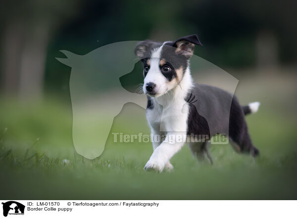 Border Collie puppy / LM-01570