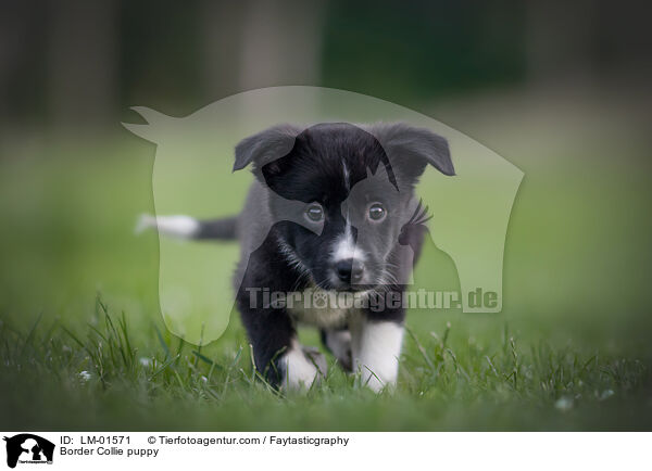 Border Collie puppy / LM-01571