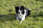 herding Border Collie