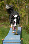 Border Collie at Agility