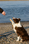 Border Collie giving paw