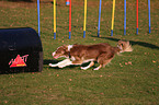 walking Border Collie