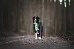 Border Collie in the forest