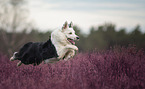 jumping Border Collie