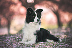 Border collie in cherry blossom