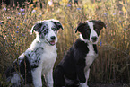 young Border Collies