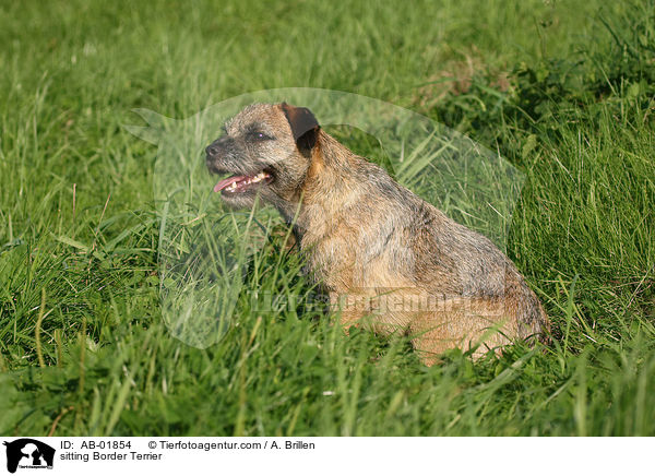 sitting Border Terrier / AB-01854