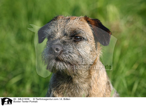 Border Terrier Portrait / AB-01858