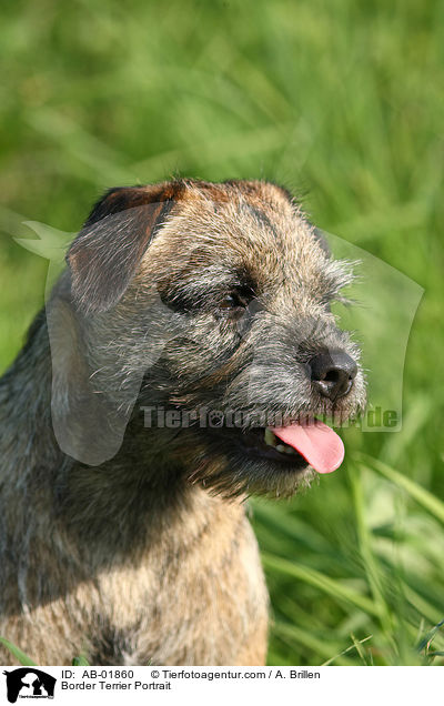 Border Terrier Portrait / AB-01860