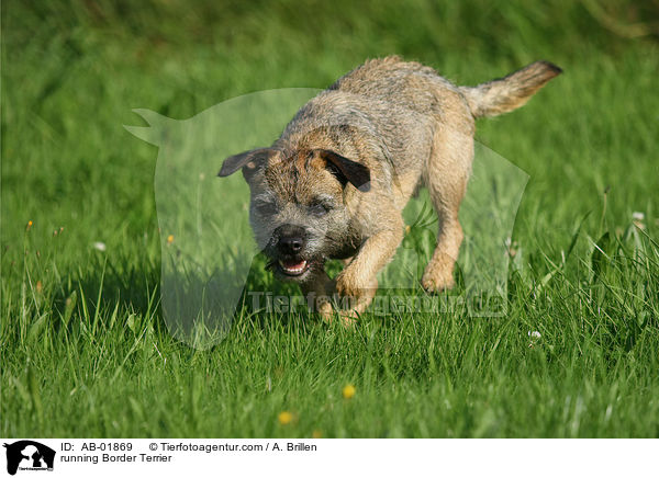 running Border Terrier / AB-01869