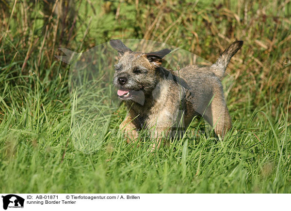 running Border Terrier / AB-01871