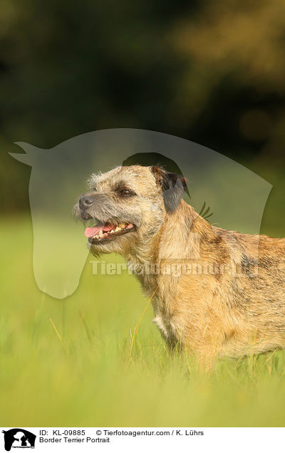 Border Terrier Portrait / KL-09885