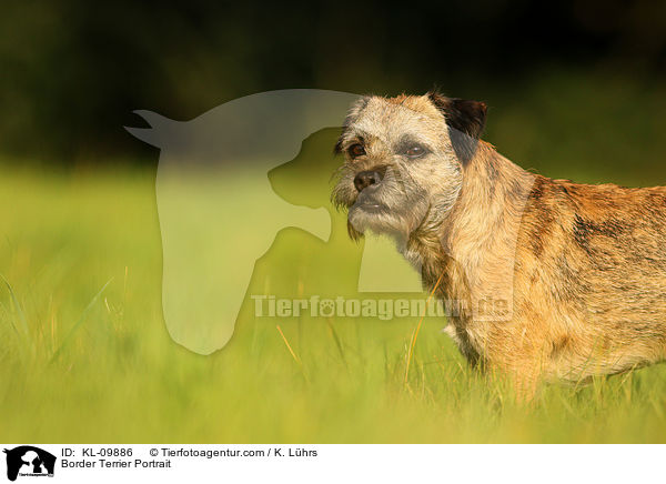 Border Terrier Portrait / KL-09886