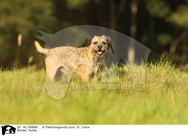 Border Terrier / KL-09888