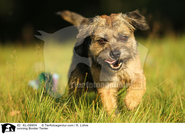 running Border Terrier / KL-09904