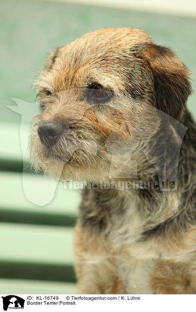 Border Terrier Portrait / KL-16749