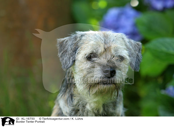 Border Terrier Portrait / KL-16750