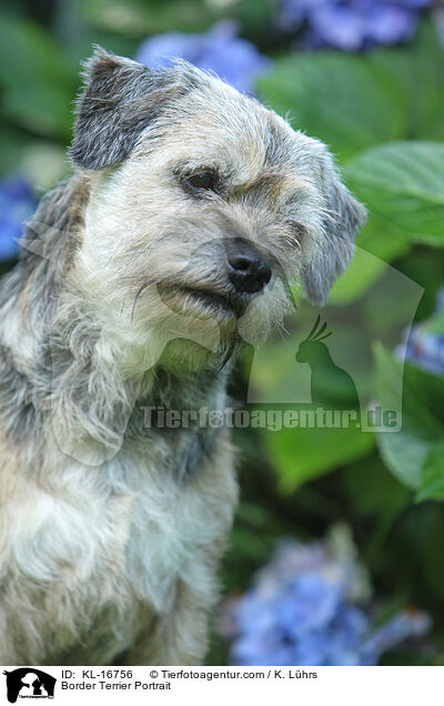 Border Terrier Portrait / KL-16756