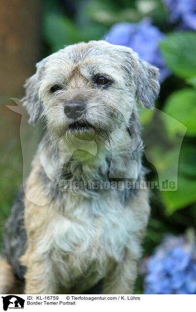 Border Terrier Portrait / KL-16759