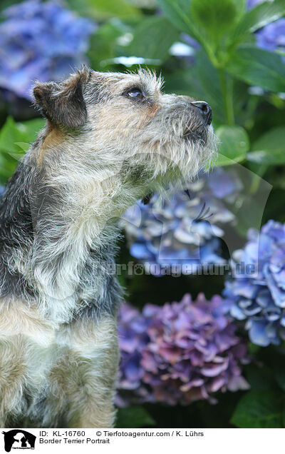 Border Terrier Portrait / KL-16760