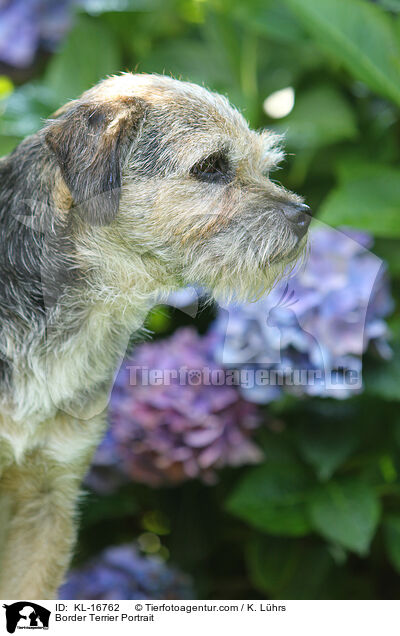 Border Terrier Portrait / KL-16762