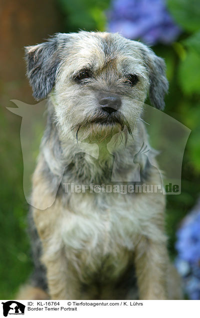 Border Terrier Portrait / KL-16764