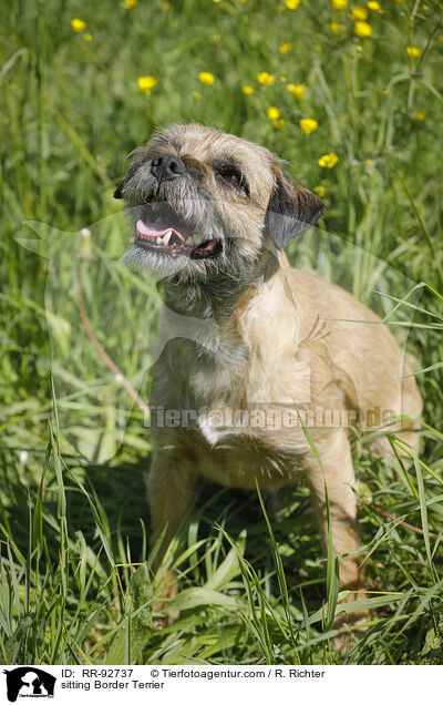 sitting Border Terrier / RR-92737