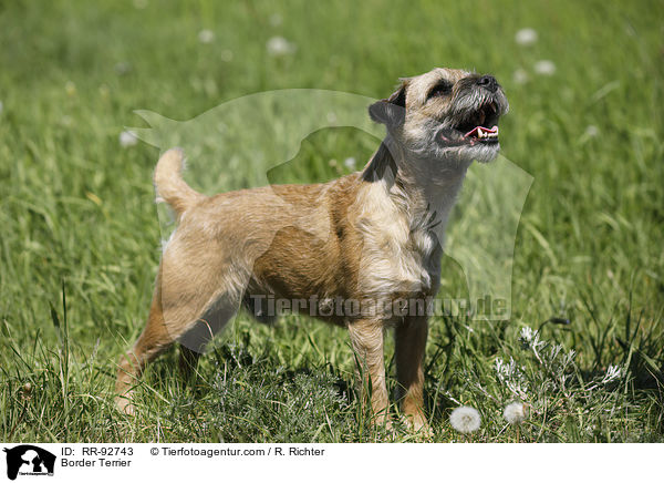 Border Terrier / RR-92743