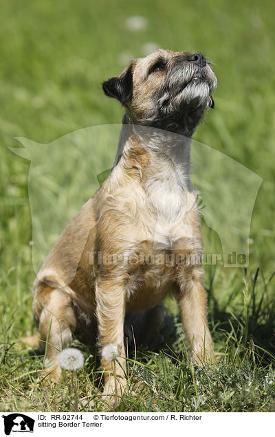 sitting Border Terrier / RR-92744