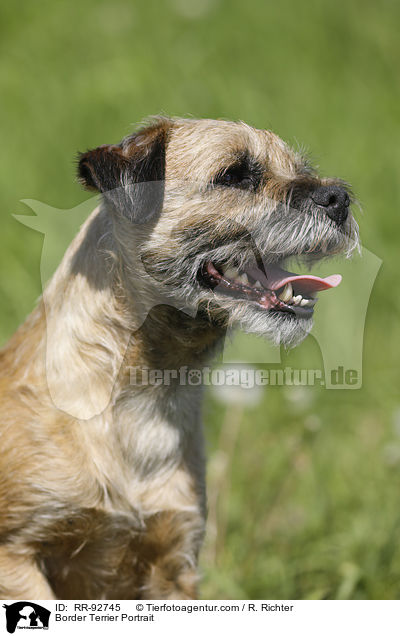 Border Terrier Portrait / RR-92745