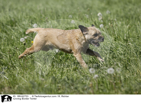 running Border Terrier / RR-92753