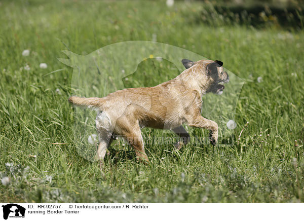 running Border Terrier / RR-92757