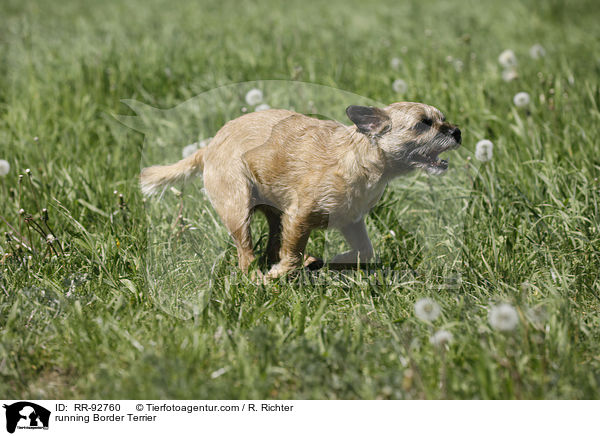 running Border Terrier / RR-92760