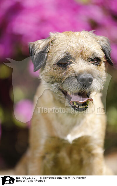 Border Terrier Portrait / RR-92770