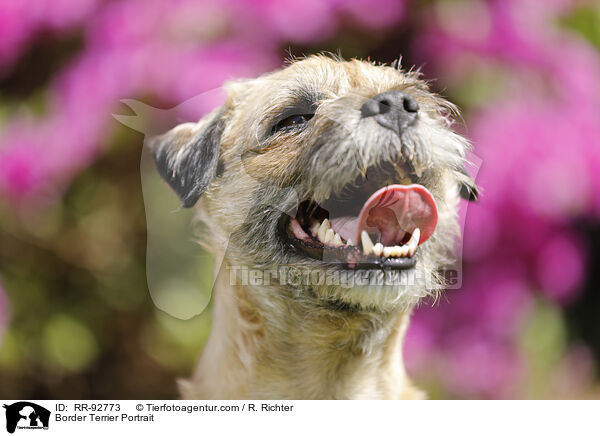 Border Terrier Portrait / RR-92773