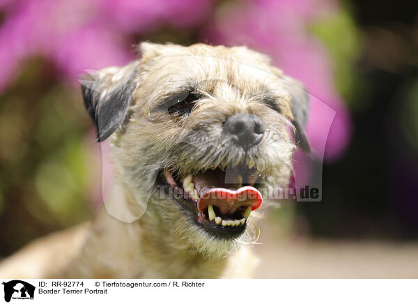 Border Terrier Portrait / RR-92774